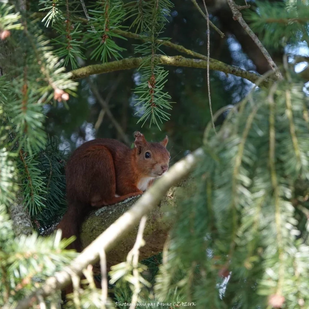 ecureuil