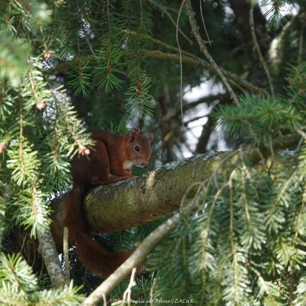 ecureuil